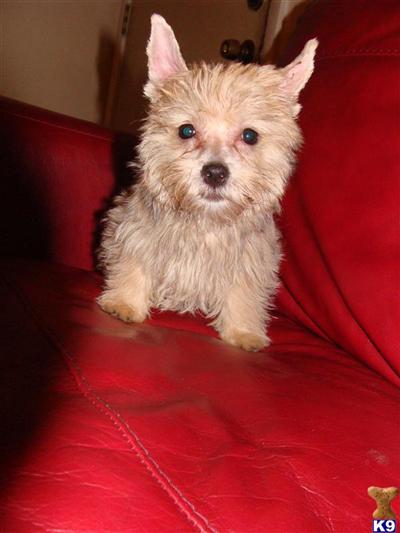 Teacup Morkie Yorkie cross Maltese 3 months all shots